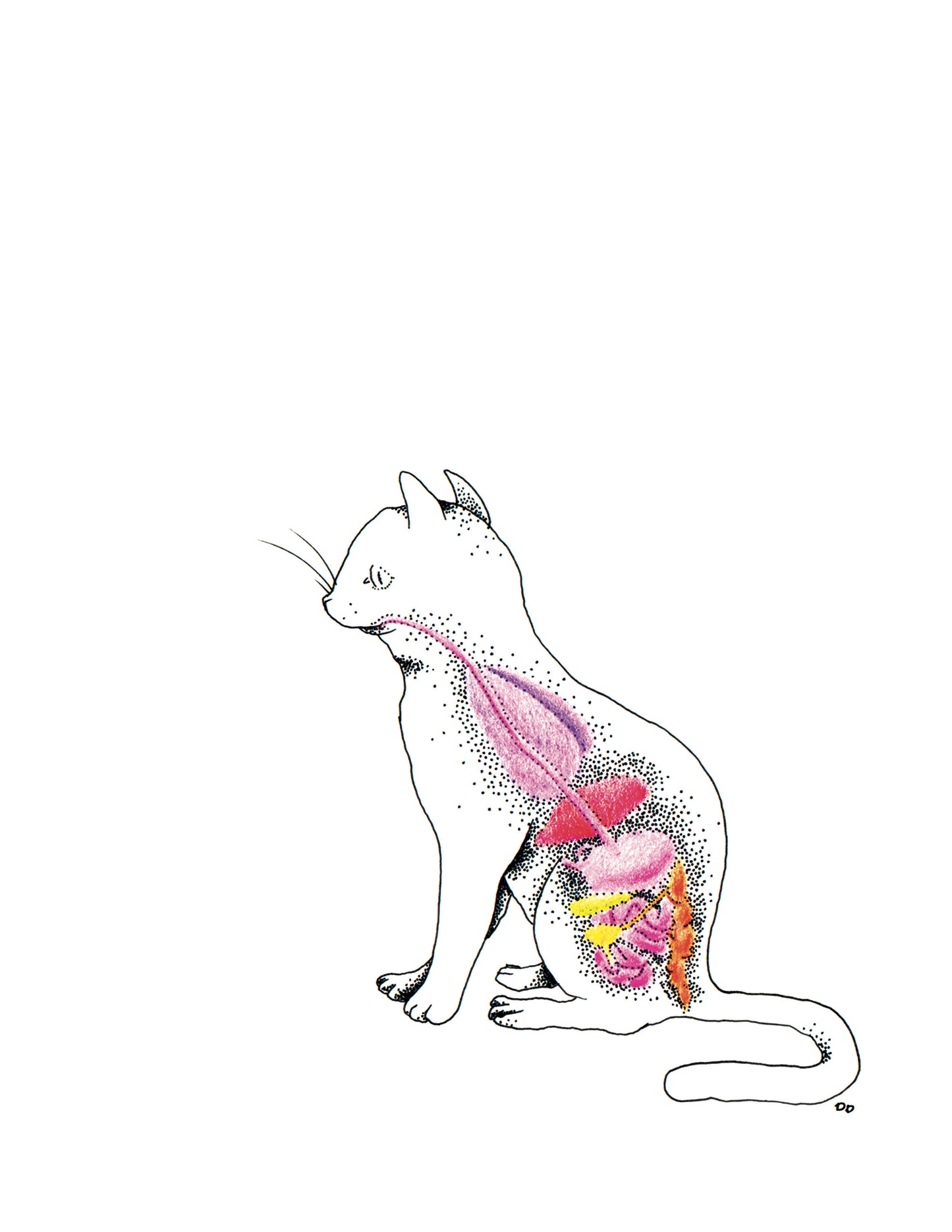 8x10 inch Art Print "Anatomical Animalia Cat"