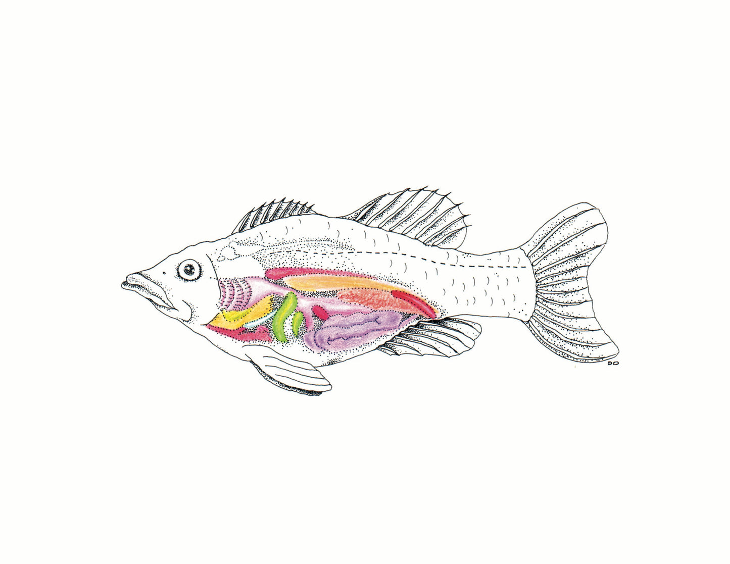8x10 inch Art Print "Anatomical Animalia Fish"
