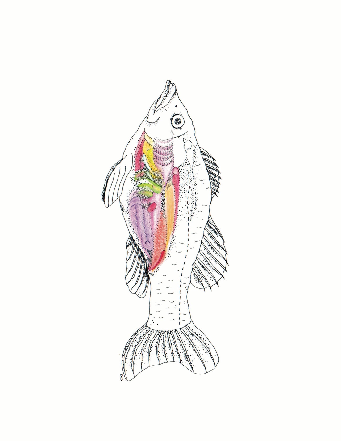 8x10 inch Art Print "Anatomical Animalia Fish"