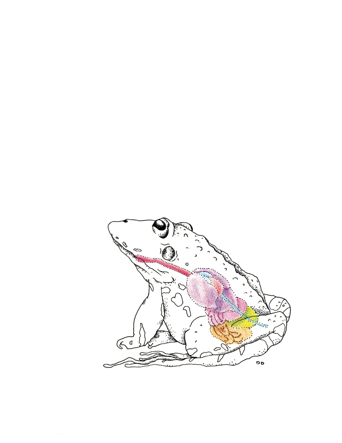 8x10 inch Art Print "Anatomical Animalia Frog"