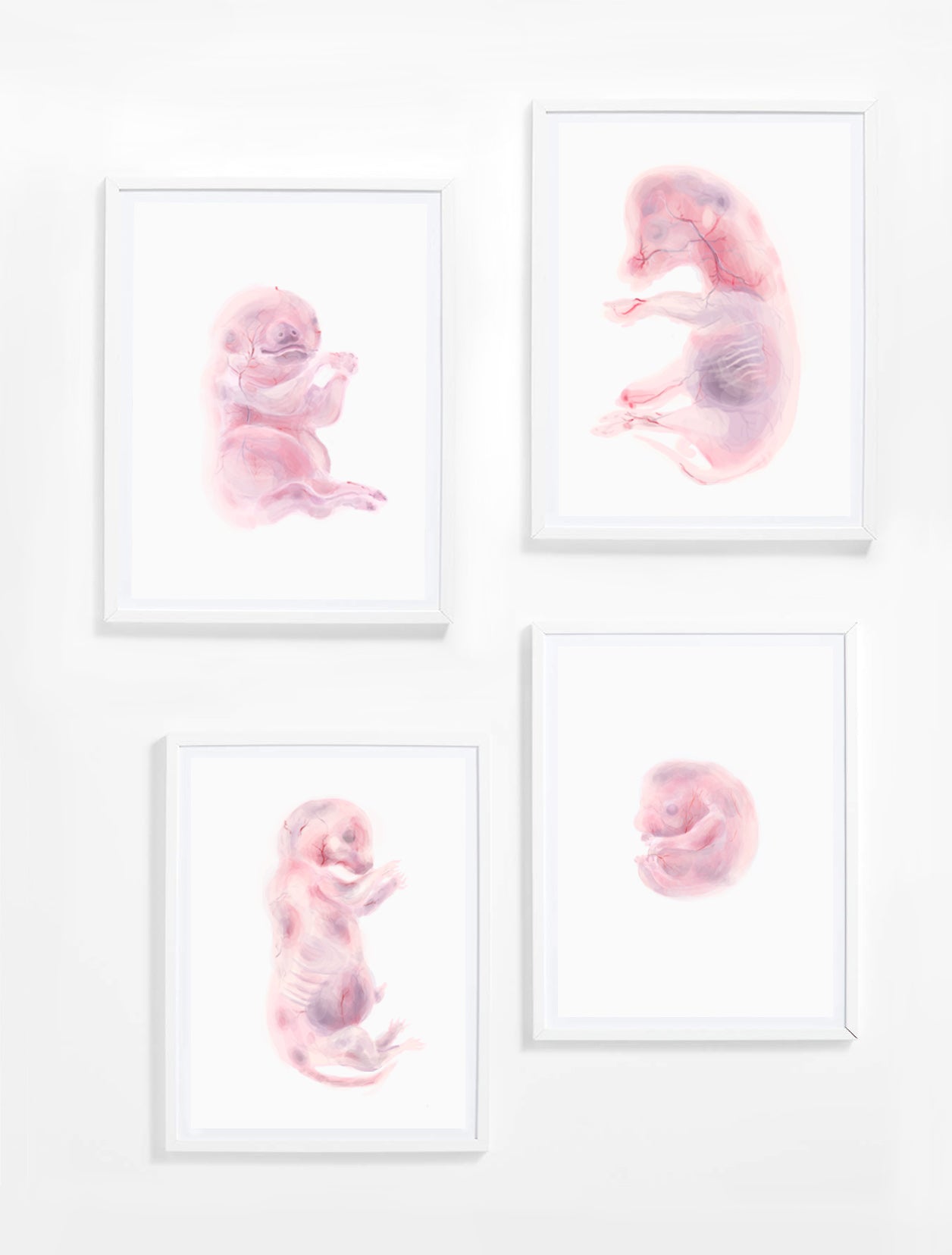 5x7 inch Fetus Art Print Cow, Cat, Pig, Mouse